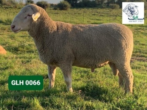 Lot: 13&nbsp;&nbsp;&nbsp;&nbsp;&nbsp;&nbsp;&nbsp;&nbsp; 20-0066GLH&nbsp;&nbsp;&nbsp;