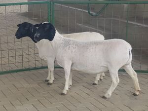 2X OOI/EWE STUD PREGNANT WESTFRONT DORPERS (Pay per Animal to take all in lot)