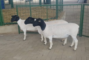 3X OOI/EWE STUD/STUD/FLOCK PREGNANT WESTFRONT DORPERS (Pay per Animal to take all in lot)