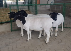 4X OOI/EWE 3* FLOCK/STUD PREGNANT WESTFRONT DORPERS (Pay per Animal to take all in lot)