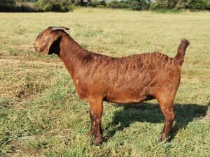 1X OOI/EWE STUD CW DREYER KALAHARI REDS