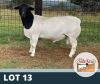 1X RAM STUD DE OUDE KRAAL DORPERS