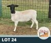 1X OOI/EWE T5 DE OUDE KRAAL DORPERS