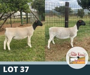 2X OOI/EWE FLOCK DE OUDE KRAAL DORPERS