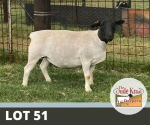 1X OOI/EWE STUD DE OUDE KRAAL DORPERS