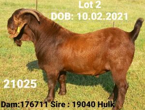 1X RAM FLOCK Dhidejak Stoet