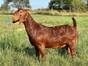 1X Ooi/Ewe STUD Tollie Jordaan