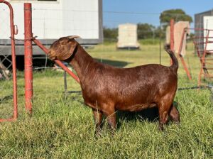 1X Ooi/Ewe STUD Tollie Jordaan