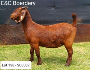 1X OOI/EWE FLOCK E & C Boerdery