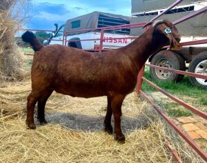 1X OOI/EWE STUD DIAMANTVELD REDS