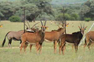 LOT 67 4x SWARTWITPENS KOEIE/SABLE COWS (PER STUK OM LOT TE NEEM/PER PIECE TO TAKE THE LOT)