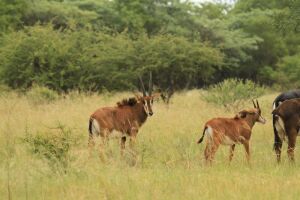 LOT 68 2x JONG SWARTWITPENS/ YOUNG SABLE (PER STUK OM LOT TE NEEM/PER PIECE TO TAKE THE LOT)