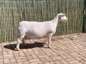 1X WHITE DORPER PREGNANT T5 OOI/EWE COMPION WITDORPERS