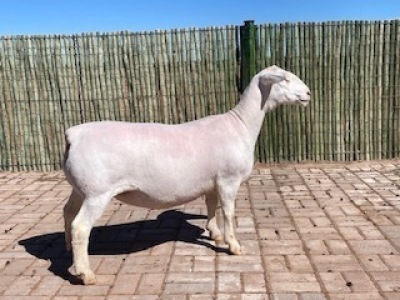 LOT 27 1X WHITE DORPER OOI/EWE PREGNANT T5 COMPION WITDORPERS