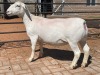 LOT 27 1X WHITE DORPER OOI/EWE PREGNANT T5 COMPION WITDORPERS - 3