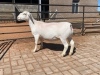 LOT 28 1X WHITE DORPER OOI/EWE PREGNANT STUD COMPION WITDORPERS