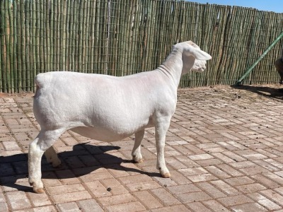 LOT 29 1X WHITE DORPER OOI/EWE PREGNANT T5 COMPION WITDORPERS