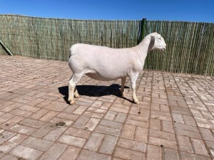 LOT 30 1X WHITE DORPER OOI/EWE PREGNANT STUD COMPION WITDORPERS