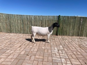 LOT 32 1X DORPER OOI/EWE PREGNANT T5 COMPION DORPERS