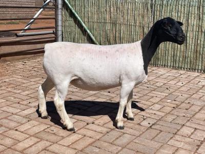 LOT 31 1X DORPER OOI/EWE PREGNANT STUD COMPION DORPERS