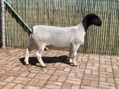 LOT 35 1X DORPER OOI/EWE FLOCK COMPION DORPERS