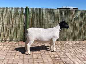 LOT 33 1X DORPER OOI/EWE STUD COMPION DORPERS