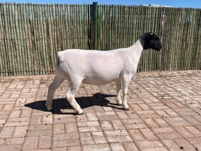 LOT 34 1X DORPER OOI/EWE T5 COMPION DORPERS