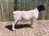 1X DORPER RAM FLOCK COMPION DORPERS