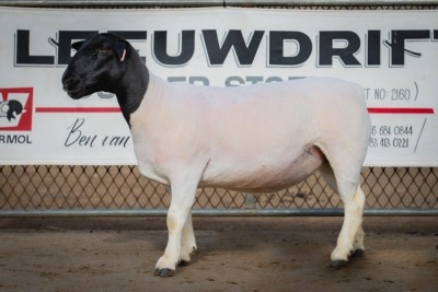 LOT 11 1X DORPE OOI/EWE PREGNANT T5 BEN VD WESTHUIZEN LEEUDRIFT