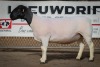 LOT 11 1X DORPE OOI/EWE PREGNANT T5 BEN VD WESTHUIZEN LEEUDRIFT - 2