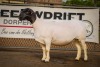 LOT 12 1X DORPER OOI/EWE PREGNANT STUD BEN VD WESTHUIZEN LEEUDRIFT