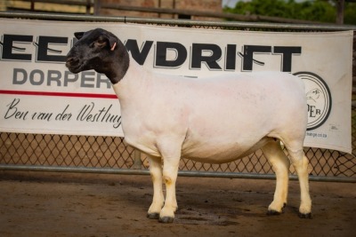 LOT 12 1X DORPER OOI/EWE PREGNANT STUD BEN VD WESTHUIZEN LEEUDRIFT