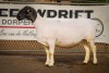 LOT 12 1X DORPER OOI/EWE PREGNANT STUD BEN VD WESTHUIZEN LEEUDRIFT - 2