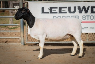 LOT 14 2X DORPER OOI/EWE PREGNANT T5/STUD BEN VD WESTHUIZEN LEEUDRIFT (Pay per Animal to take the lot)