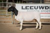 LOT 14 2X DORPER OOI/EWE PREGNANT T5/STUD BEN VD WESTHUIZEN LEEUDRIFT (Pay per Animal to take the lot) - 2