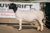 LOT 14 2X DORPER OOI/EWE PREGNANT T5/STUD BEN VD WESTHUIZEN LEEUDRIFT (Pay per Animal to take the lot) - 3