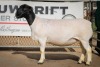 LOT 14 2X DORPER OOI/EWE PREGNANT T5/STUD BEN VD WESTHUIZEN LEEUDRIFT (Pay per Animal to take the lot) - 4