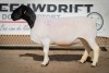 LOT 13 2X DORPER OOI/EWE STUD BEN VD WESTHUIZEN LEEUDRIFT (Pay per Animal to take the lot)