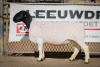 LOT 13 2X DORPER OOI/EWE STUD BEN VD WESTHUIZEN LEEUDRIFT (Pay per Animal to take the lot) - 2