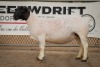 LOT 13 2X DORPER OOI/EWE STUD BEN VD WESTHUIZEN LEEUDRIFT (Pay per Animal to take the lot) - 3