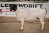 LOT 13 2X DORPER OOI/EWE STUD BEN VD WESTHUIZEN LEEUDRIFT (Pay per Animal to take the lot) - 4