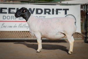 LOT 15 2X DORPER OOI/EWE T5 PREGNANT BEN VD WESTHUIZEN LEEUDRIFT (Pay per Animal to take the lot)