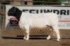 1X DORPER RAM STUD BEN VD WESTHUIZEN LEEUDRIFT