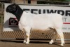 1X DORPER RAM STUD BEN VD WESTHUIZEN LEEUDRIFT - 2