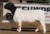 1X DORPER RAM STUD BEN VD WESTHUIZEN LEEUDRIFT - 2