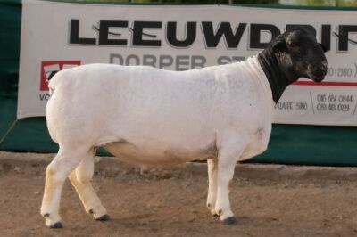 1X DORPER RAM STUD BEN VD WESTHUIZEN LEEUDRIFT