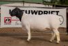 1X DORPER RAM STUD BEN VD WESTHUIZEN LEEUDRIFT - 2