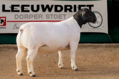 1X DORPER RAM T5 BEN VD WESTHUIZEN LEEUDRIFT