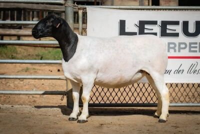 LOT 71 1X DORPER OOI/EWE PREGNANT STUD BEN VD WESTHUIZEN BO DAM