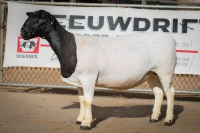 LOT 72 1X DORPER OOI/EWE PREGNANT T5 BEN VD WESTHUIZEN BO DAM